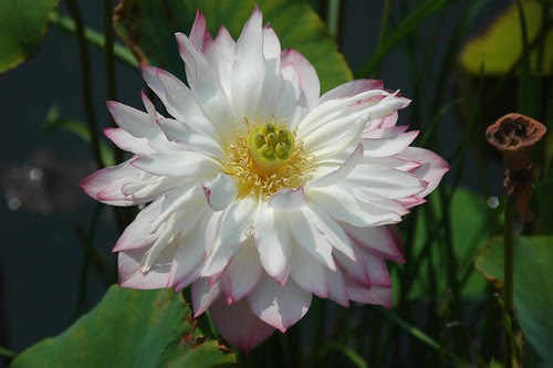 Double Lotus