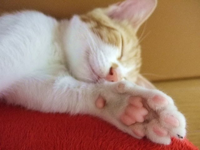 猫の肉球周りの毛は切るべき カットするなら注意すべき点とは 猫の総合情報サイト ペットスマイルニュースforネコちゃん