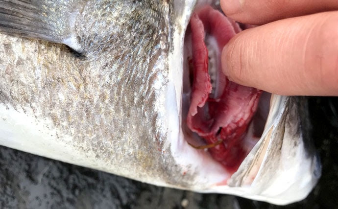 漁師直伝の極意教えます 血抜きと神経締めで魚を劇的に美味しく持ち帰ろう Tsurinews