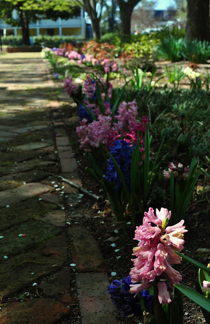 Hyacinth in the Park