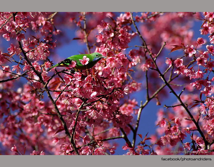 20 สถานที่ท่องเที่ยว อีสาน เหนือ 