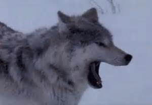 snow yawn gif find share  giphy