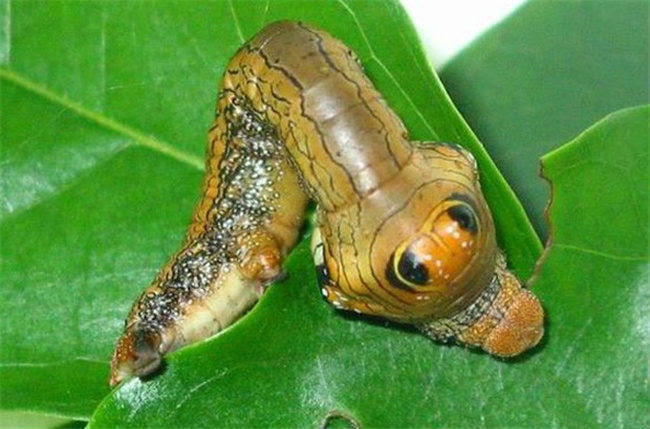 柿星尺蠖怎么样防治 帮农网