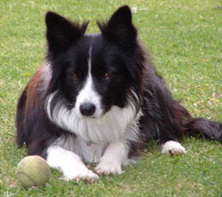 Border Collie Information and