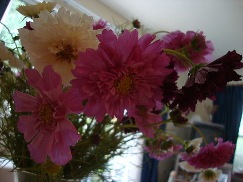 Princeton Farmers Market flowers