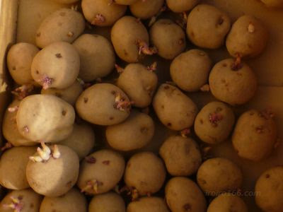 ジャガイモの植え付け方法は 時期はいつ 連作してもいいの 知っているとちょっと得する情報ブログ