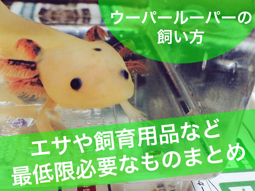 ウーパールーパーの飼い方 餌や飼育用品など最低限必要なものまとめ 情報弱者でごめんなさい