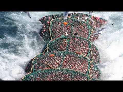 Video Bering Sea Webcam