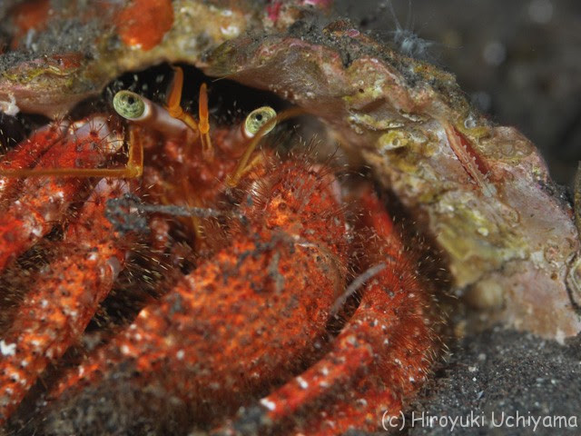 イシダタミヤドカリ ペリクリメネス ダルダニコーラ 駿河湾おさかなログ