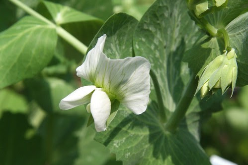 pea flower