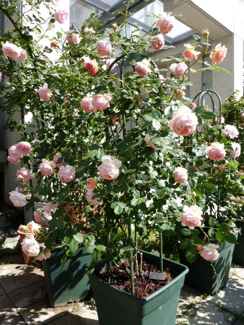 バラって素敵 ヽ ノ ウィリアムモーリス