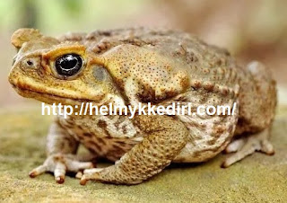 Dalil Larangan Membunuh Katak dalam Islam