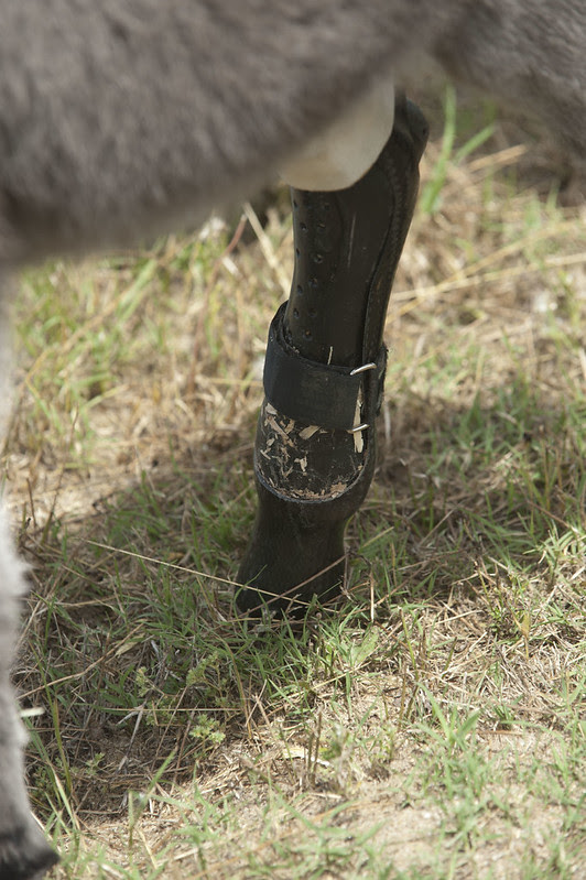 A closer look at Emma’s first prosthetic device. As she grows, she could potentially transition through eight or nine variations of the prosthesis before reaching full growth.