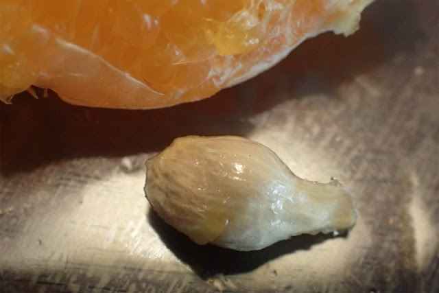 柑橘類の種と実生苗