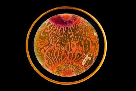 art grown   petri dish