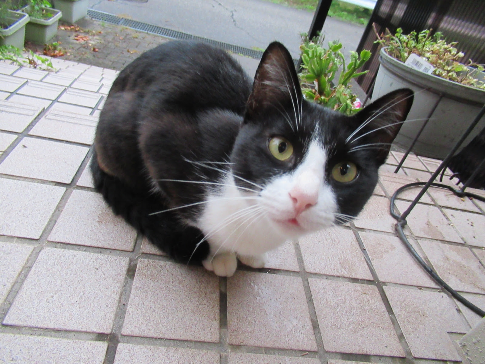 可愛い顔した猫ちゃん やっぱ 野良猫 じゃなさそうね 炊き込みご飯 赤い実 青い実 黄色い実