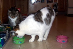 "You expect me to eat that?"