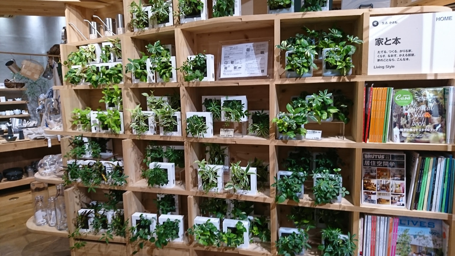 断捨離したら観葉植物が枯れなくなります やましたひでこ公認断捨離トレーナー 東京銀座 断捨離会代表 原田 千里