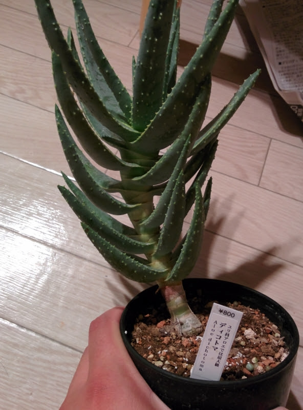 世界最大のアロエ アロエ ディコトマを買ってみた Yoshida Lab S Blog
