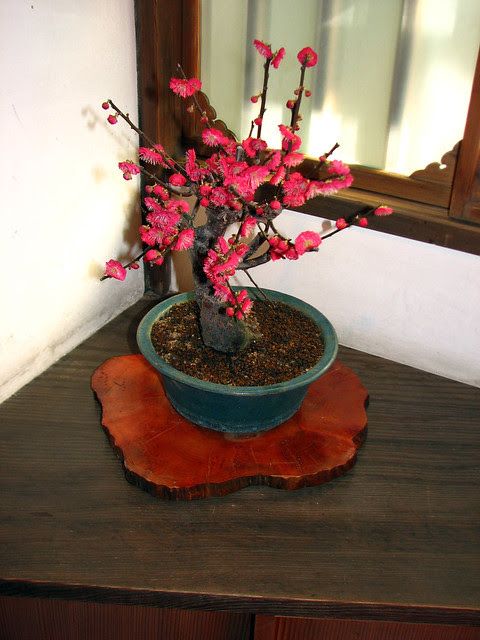 Plum bonsai