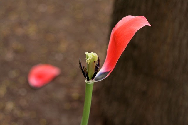 april tulip, riverplace