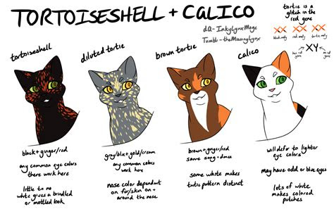  54 top pictures cat eye colors pictures infographic show detail of