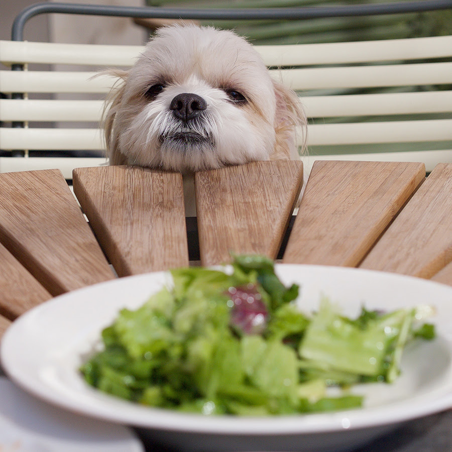 これで肥満とさよなら 犬の肥満の見極め方と簡単ダイエット方法