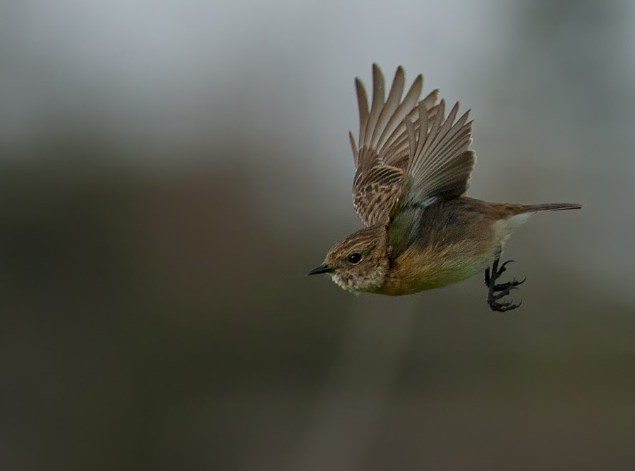 500px favs, rg443