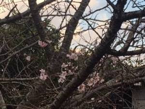 海老川沿いに季節外れの 桜 開花 11月上旬の狂い咲きは初めてか みんなで船橋を盛り上げる船橋情報サイト Myfunaねっと