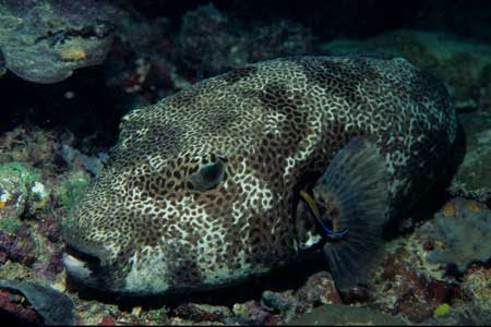 モヨウフグ ダイバーのための海水魚図鑑