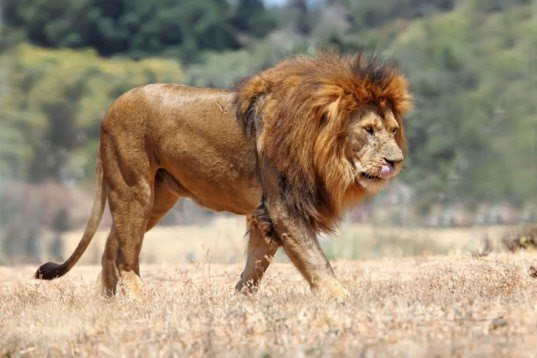 Lionaid: τα λιοντάρια της Αφρικής κινδυνεύουν