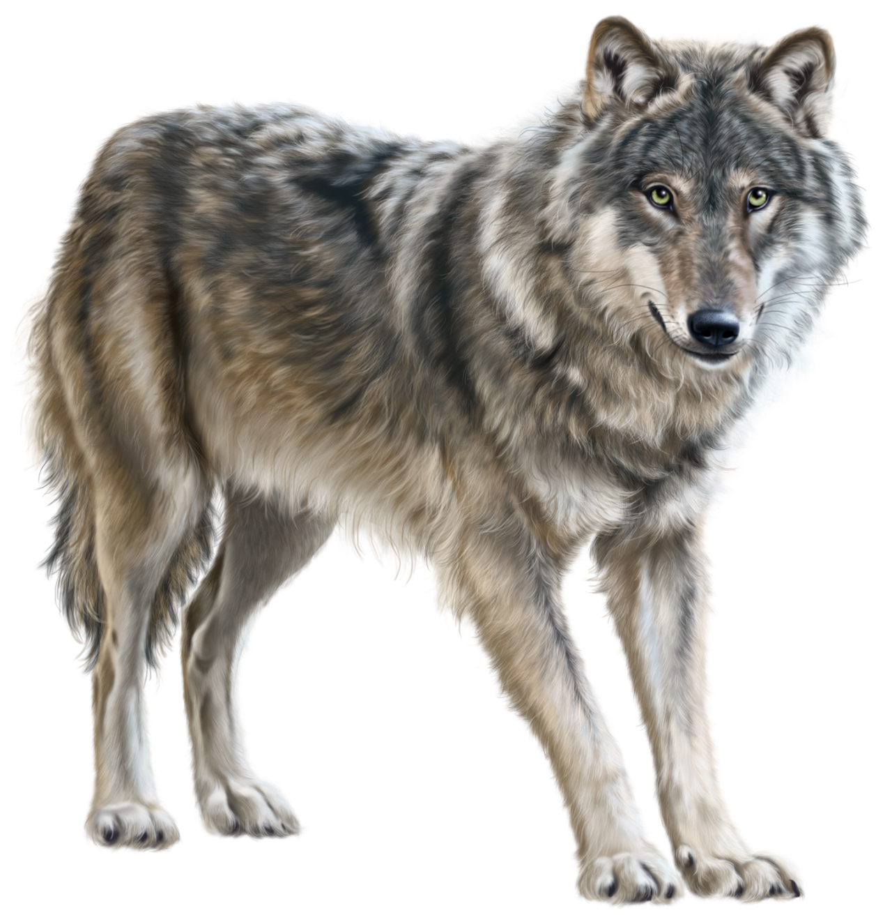 Wolf PNG Transparent Wolf.PNG Images. | PlusPNG