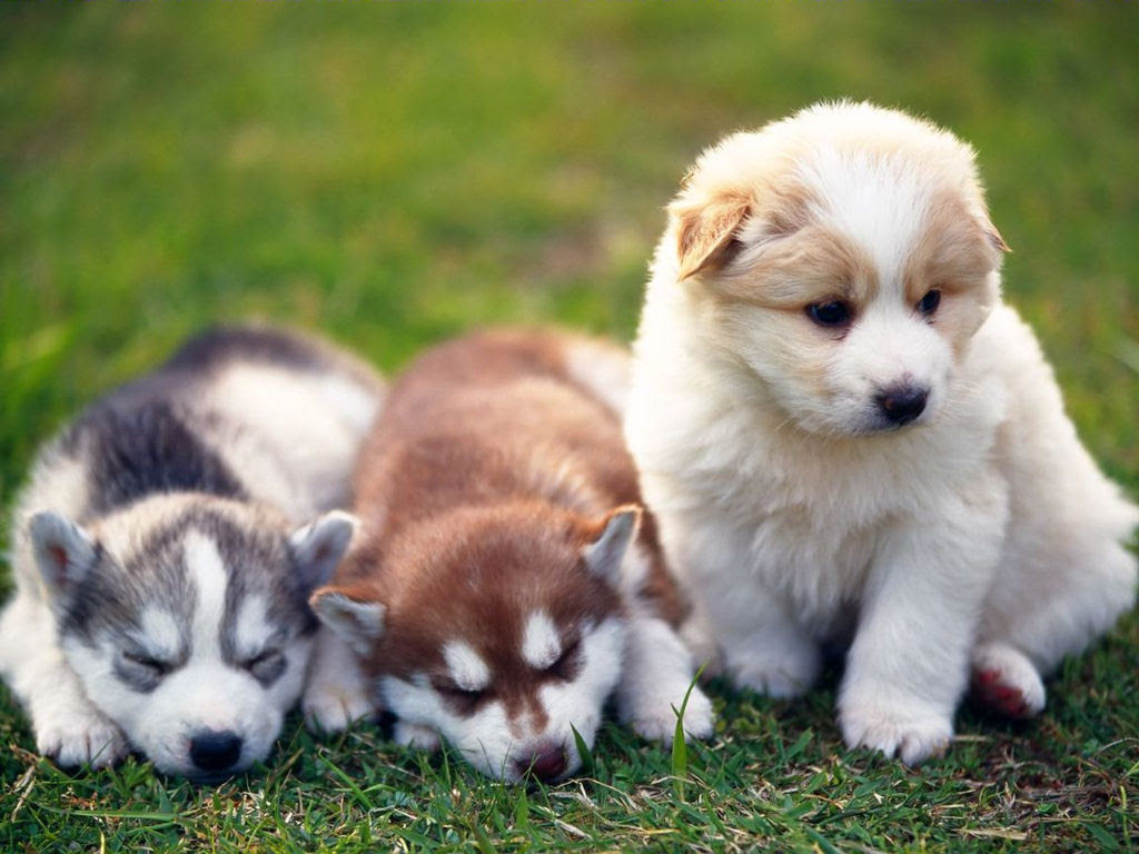 http://24.media.tumblr.com/tumblr_mcq8tyxpxc1rvhrcbo11_1280.jpg#husky%201024x768