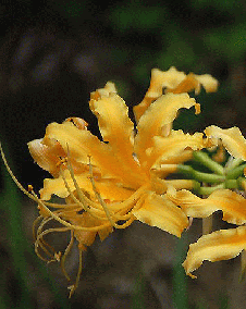 花 リコリス 9月23日の花と花言葉 リコリス 魅る魅るガーデニング