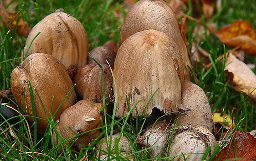 Shroom Off