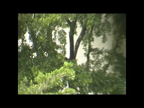 Toxic Rain In Miami Florida