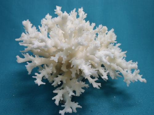 天然サンゴ飾り９０ 花サンゴｗ２０ ペット用品ドットコム