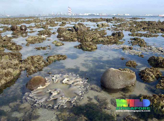Living reefs of Cyrene that lies in the middle of Jurong Island, Pulau Bukom and the container terminals and major shipping lanes