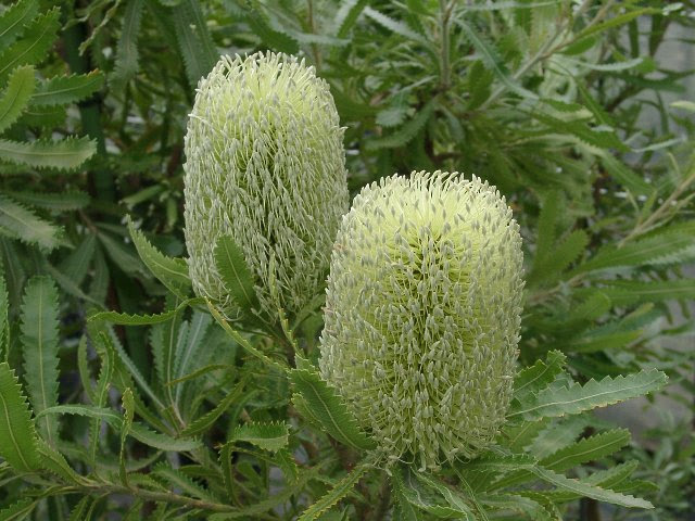 オーストラリア ウォールム バンクシア 花