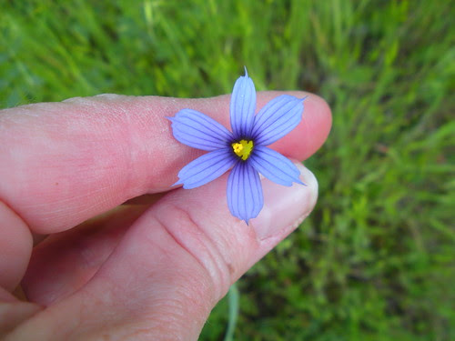 4 19 11 yard and walking trail Blue Eyed Grass