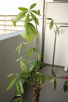 観葉植物のパキラさんが 壊れ気味 あ み ろ っ く