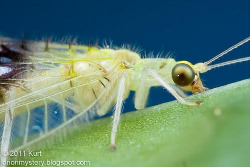 Semachrysa jade new lacewing species IMG_1630 copy