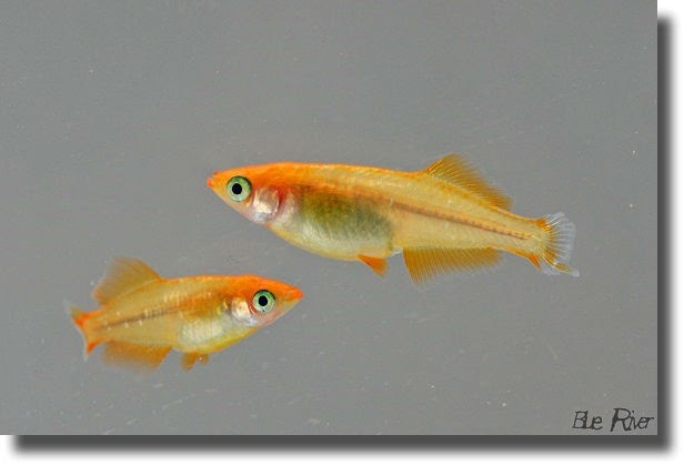 尾腐れ病 その後 明日も釣り日和