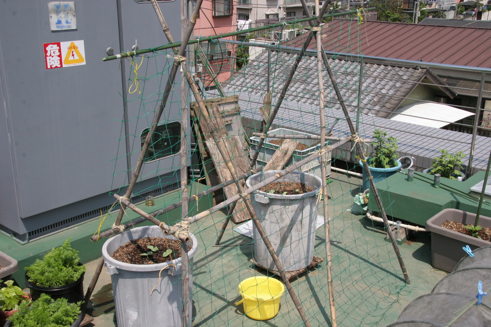 屋上菜園 かぼちゃ ポリバケツ栽培 Hanna Papaの菜園日記