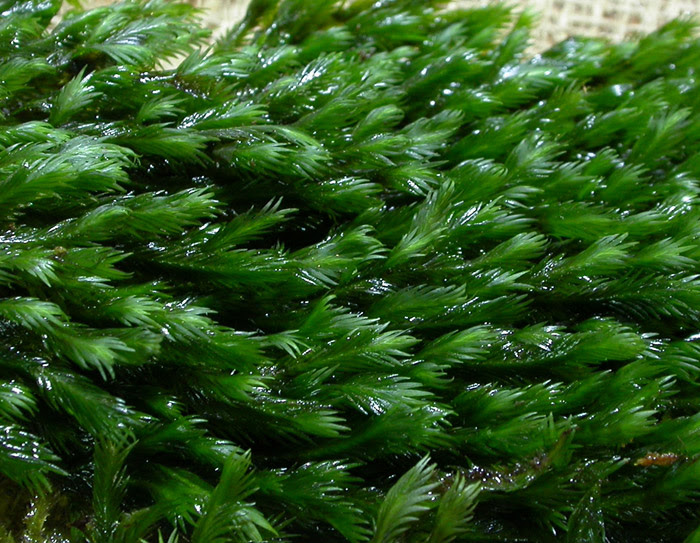 水草 カモジゴケ レヨンベールアクア