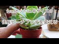 [最も欲しかった] ピーチプリデ 多肉 徒長 101134