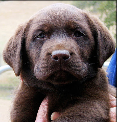 Lab puppies for sale Southern California