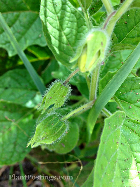 plant