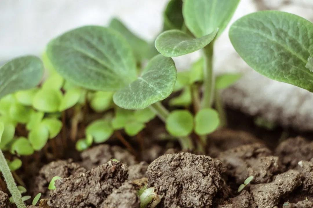 保持土壤生命力 保护土壤生物多样性 土壤知识 中国土壤学会