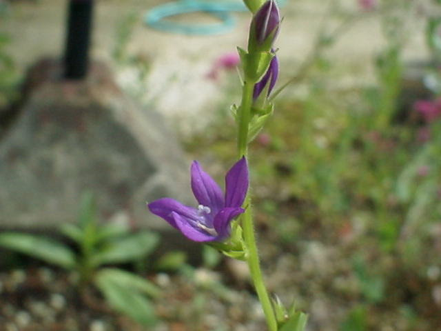 春の野草